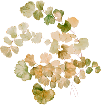 Floreana Photography brand element: Watercolor leaf