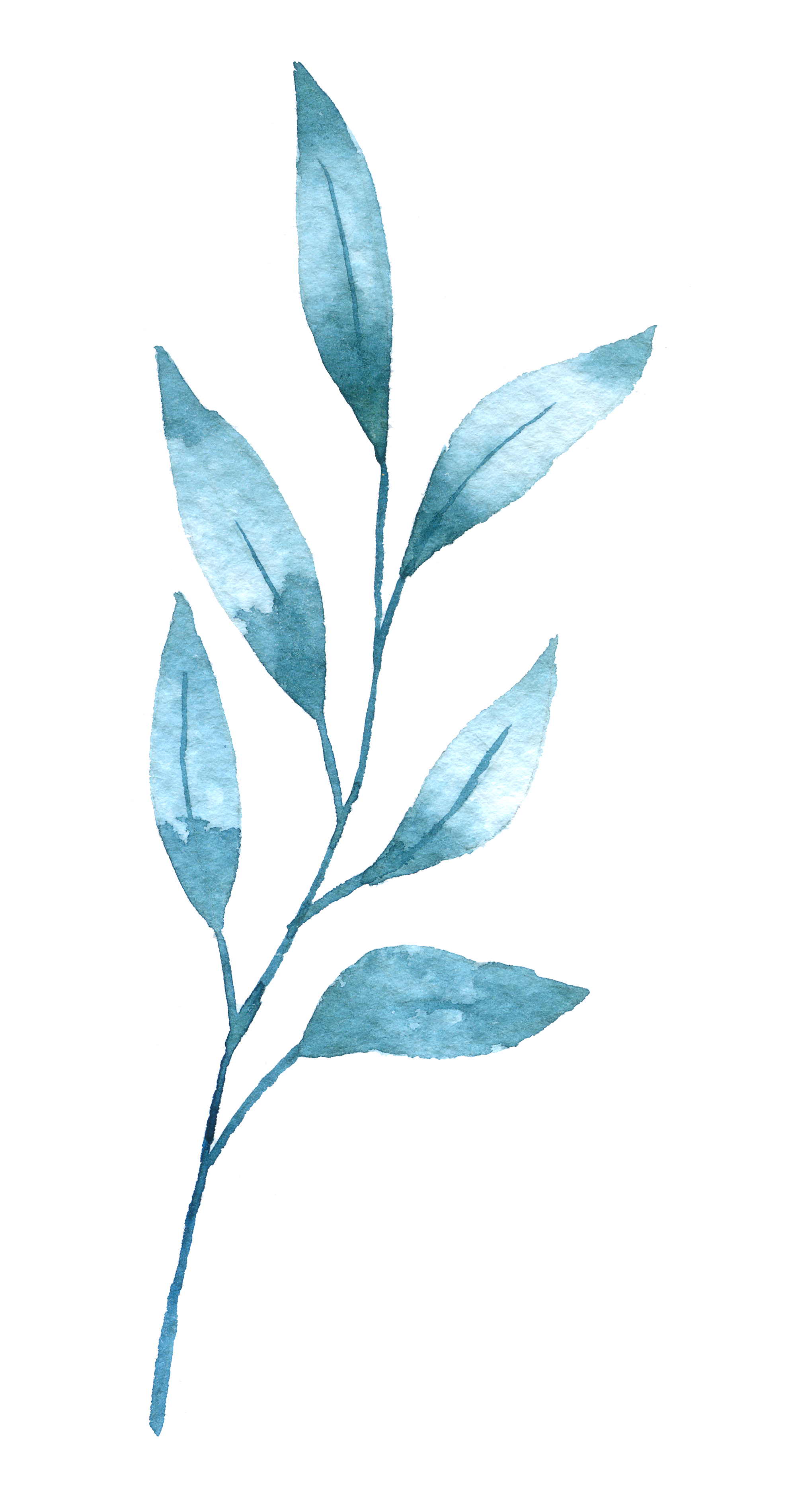 Floreana Photography brand element: Foliage spray