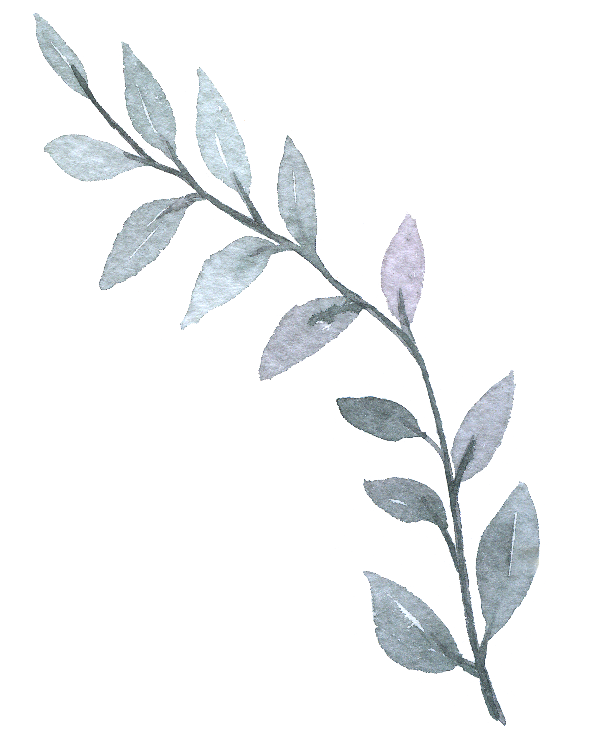 Floreana Photography brand element: Botanical accent